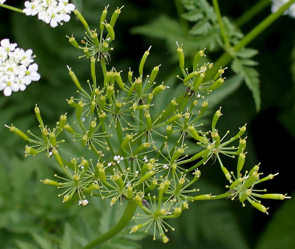 Изображение особи Anthriscus sylvestris.