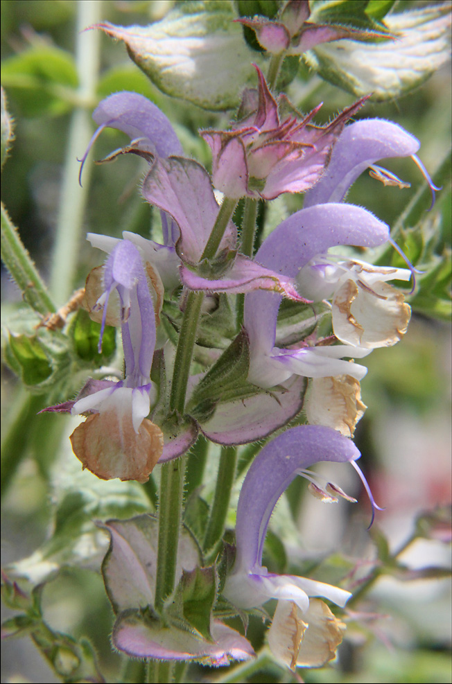 Image of Salvia sclarea specimen.