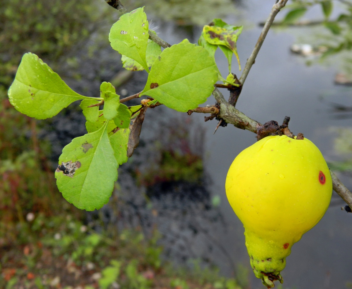 Image of Chaenomeles japonica specimen.