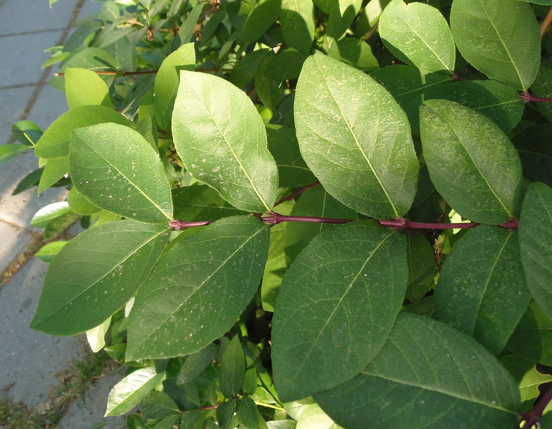 Image of Lonicera fragrantissima specimen.