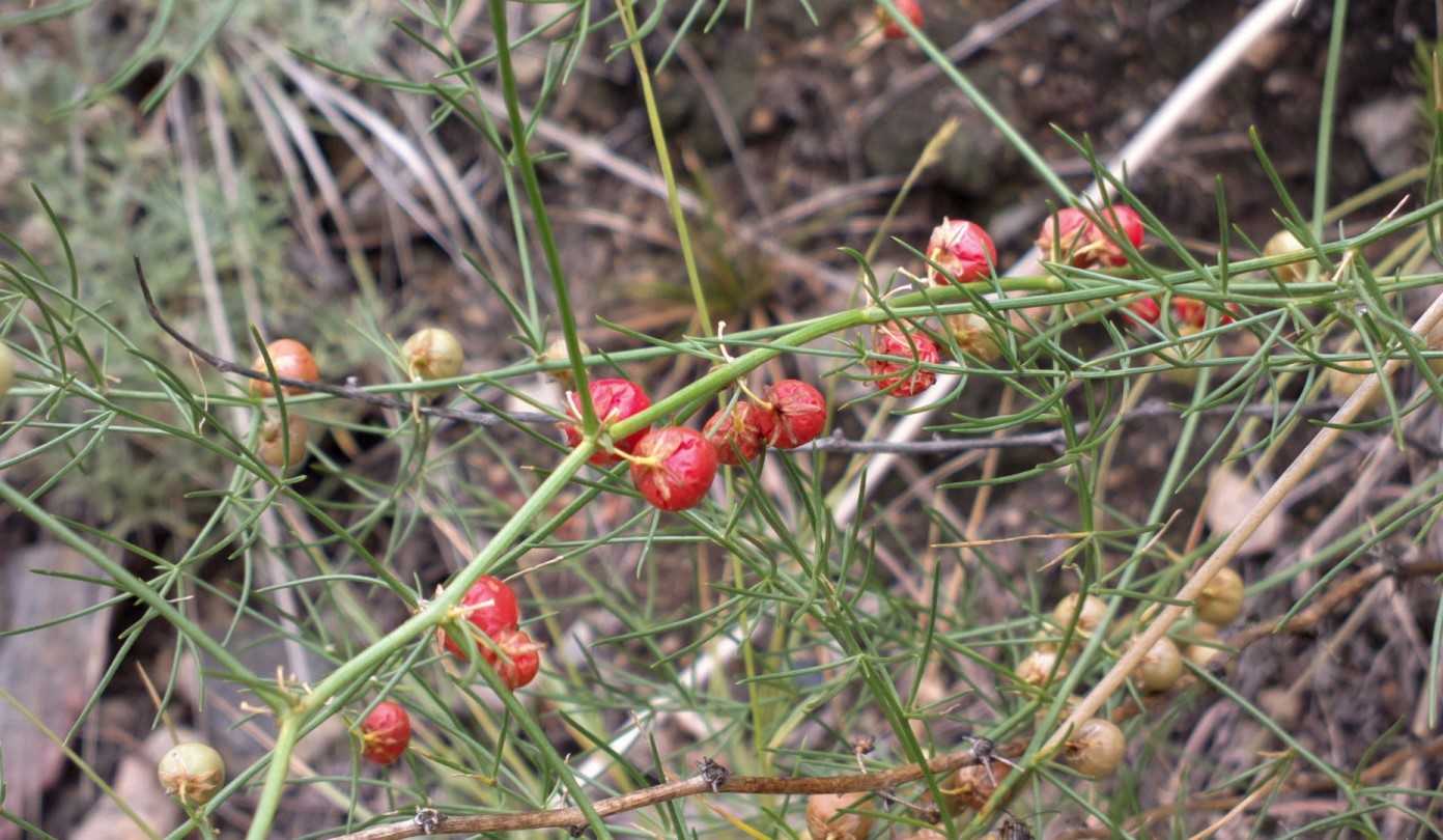 Image of Asparagus burjaticus specimen.