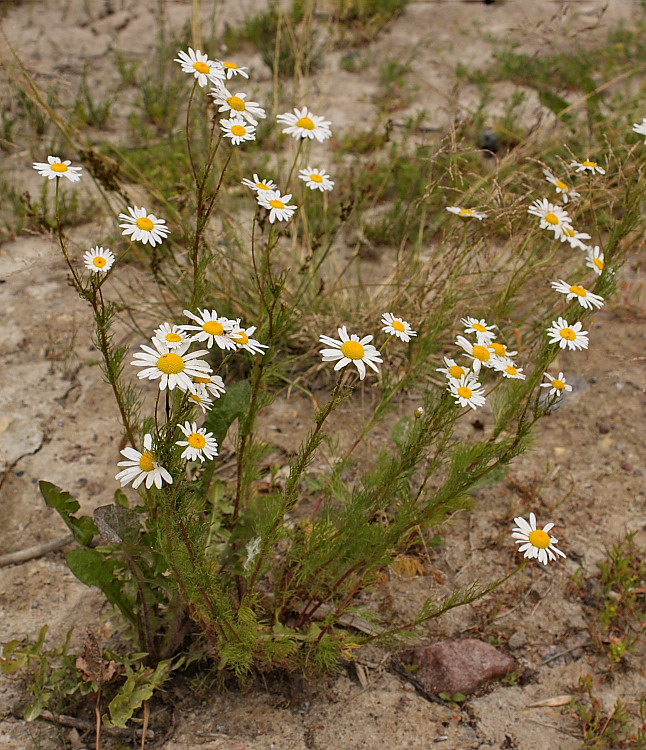 Image of Tripleurospermum inodorum specimen.