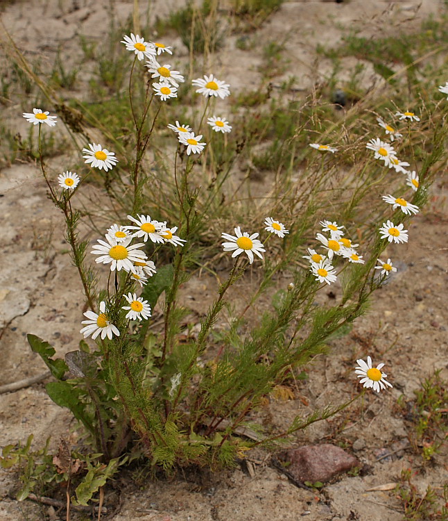 Изображение особи Tripleurospermum inodorum.