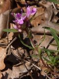 Thymus roegneri. Побег с соцветием. Южный берег Крыма, мыс Никитин, лес. 22.05.2013.