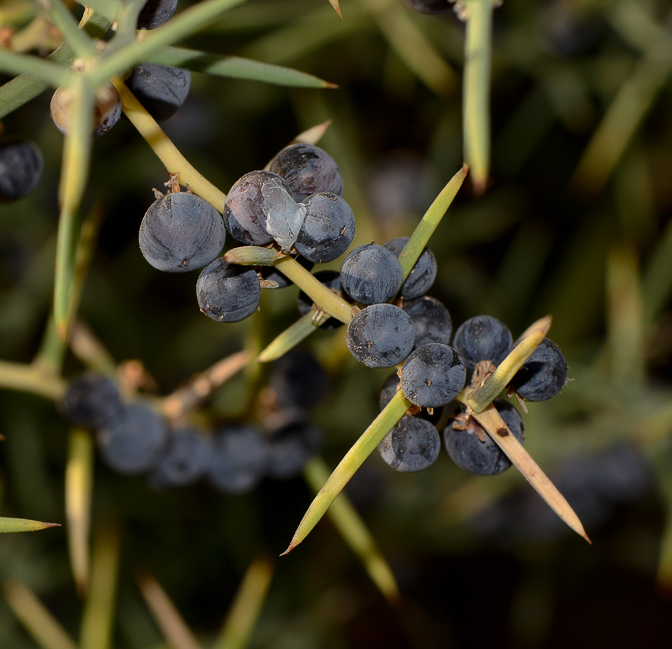 Изображение особи Asparagus horridus.