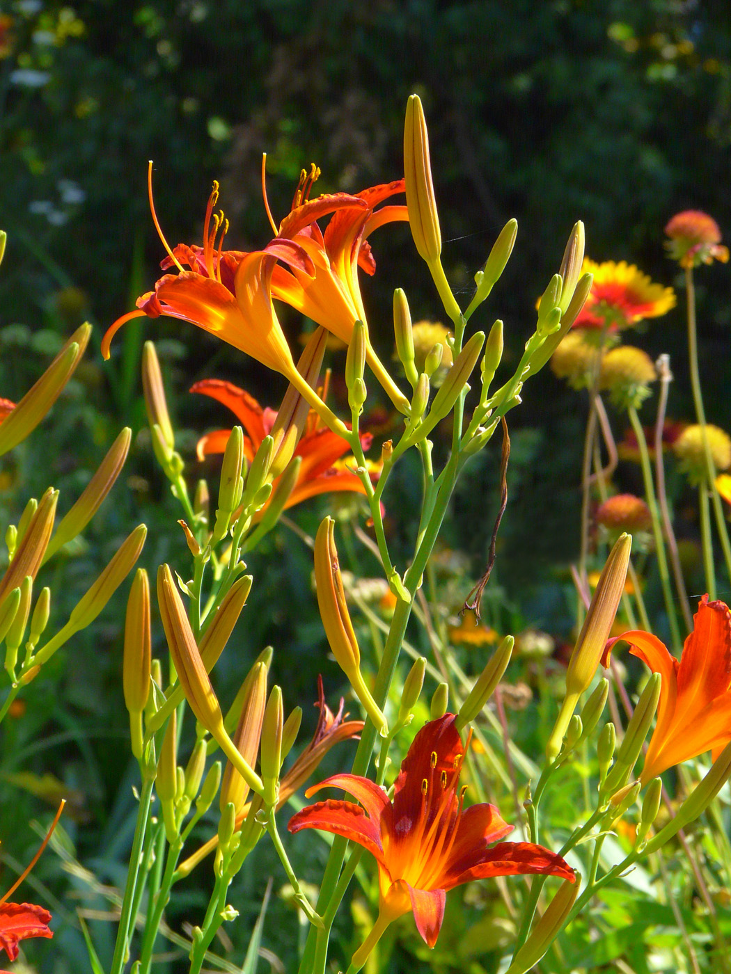 Image of Hemerocallis fulva specimen.