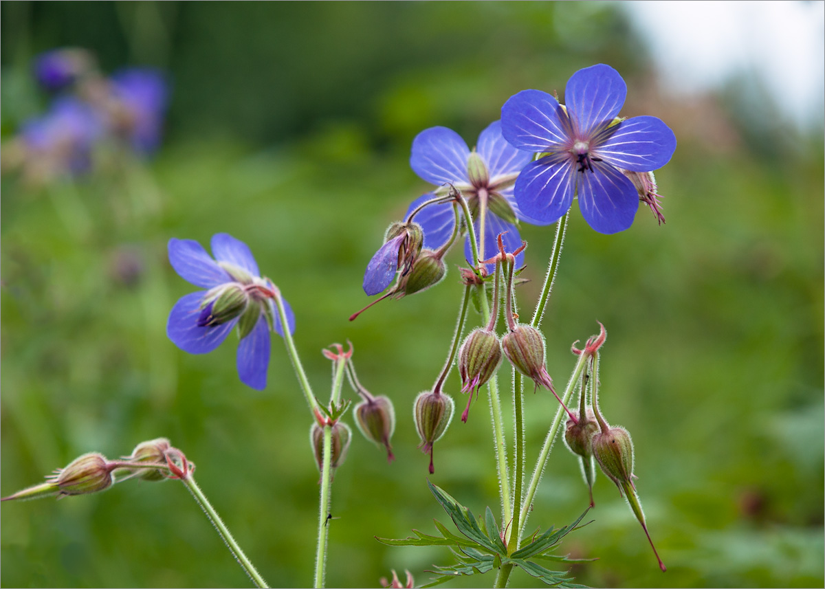 Image of Geranium pratense specimen.