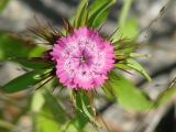 Dianthus barbatus