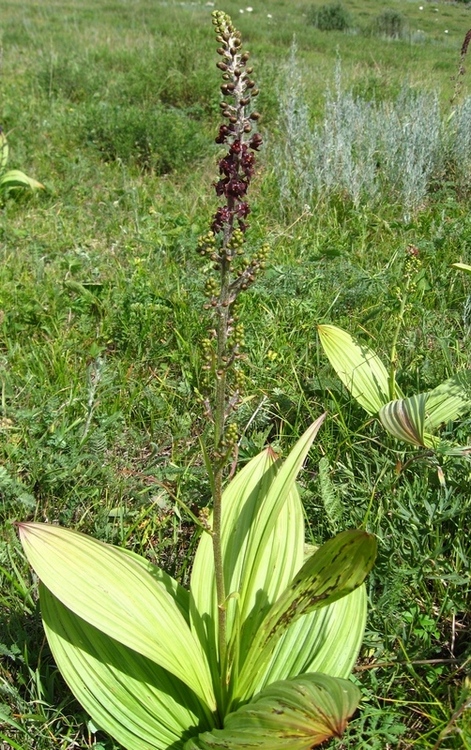 Изображение особи Veratrum nigrum.