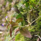 Veronica umbrosa