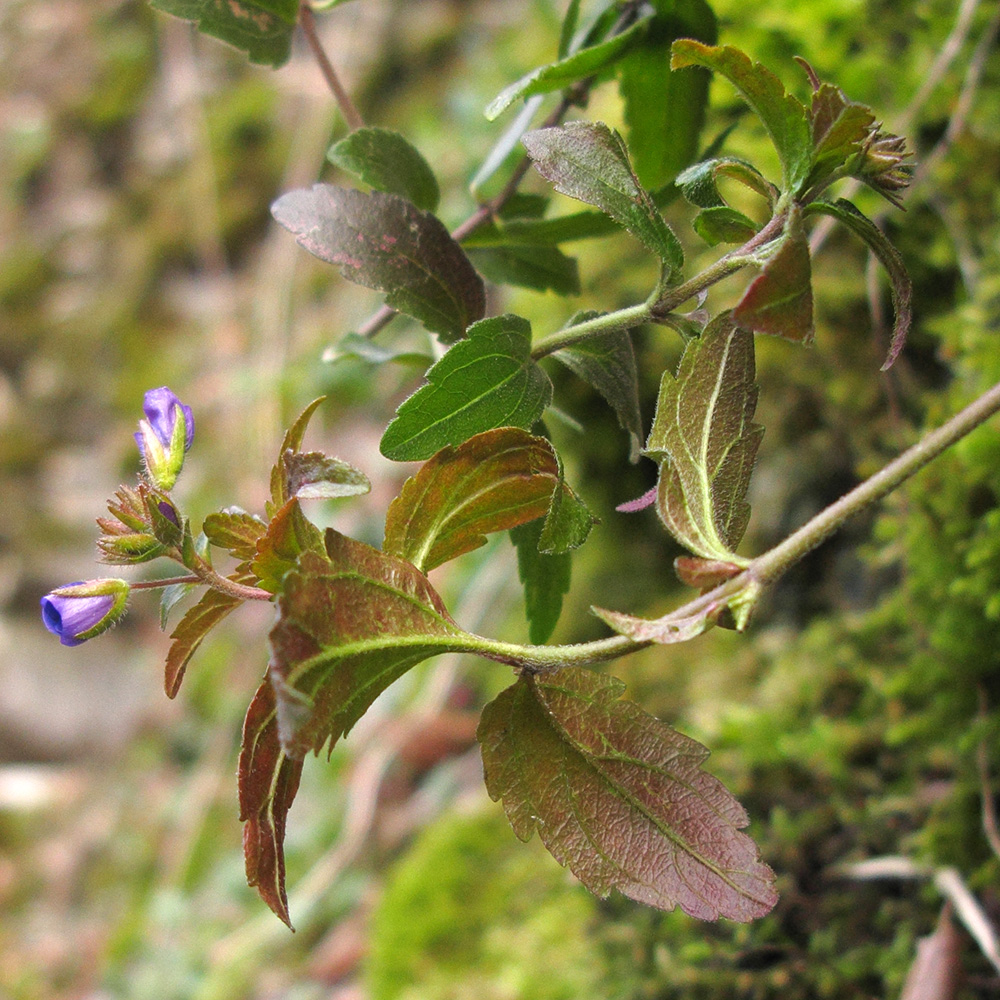 Image of Veronica umbrosa specimen.