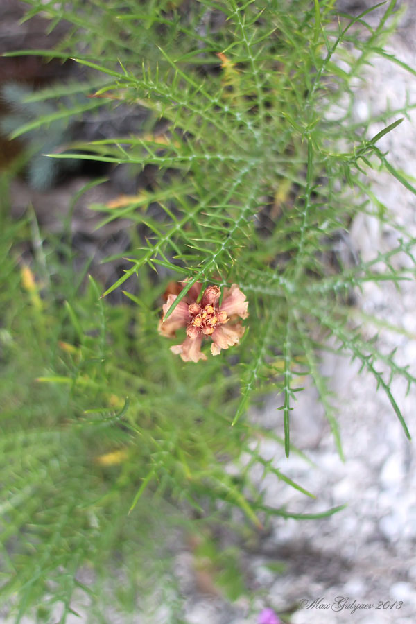 Image of Orobanche centaurina specimen.