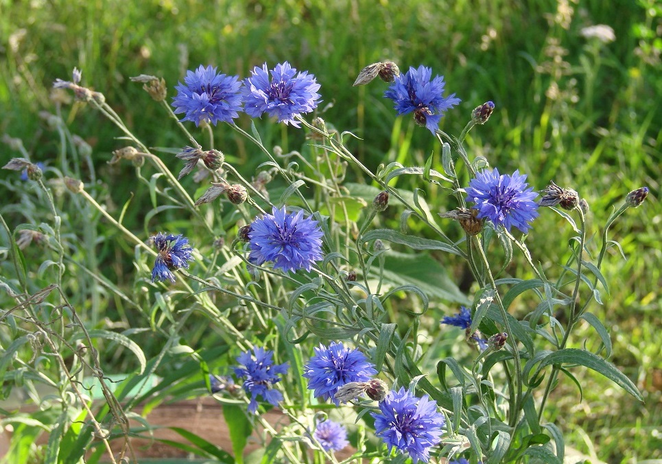 Image of Centaurea cyanus specimen.