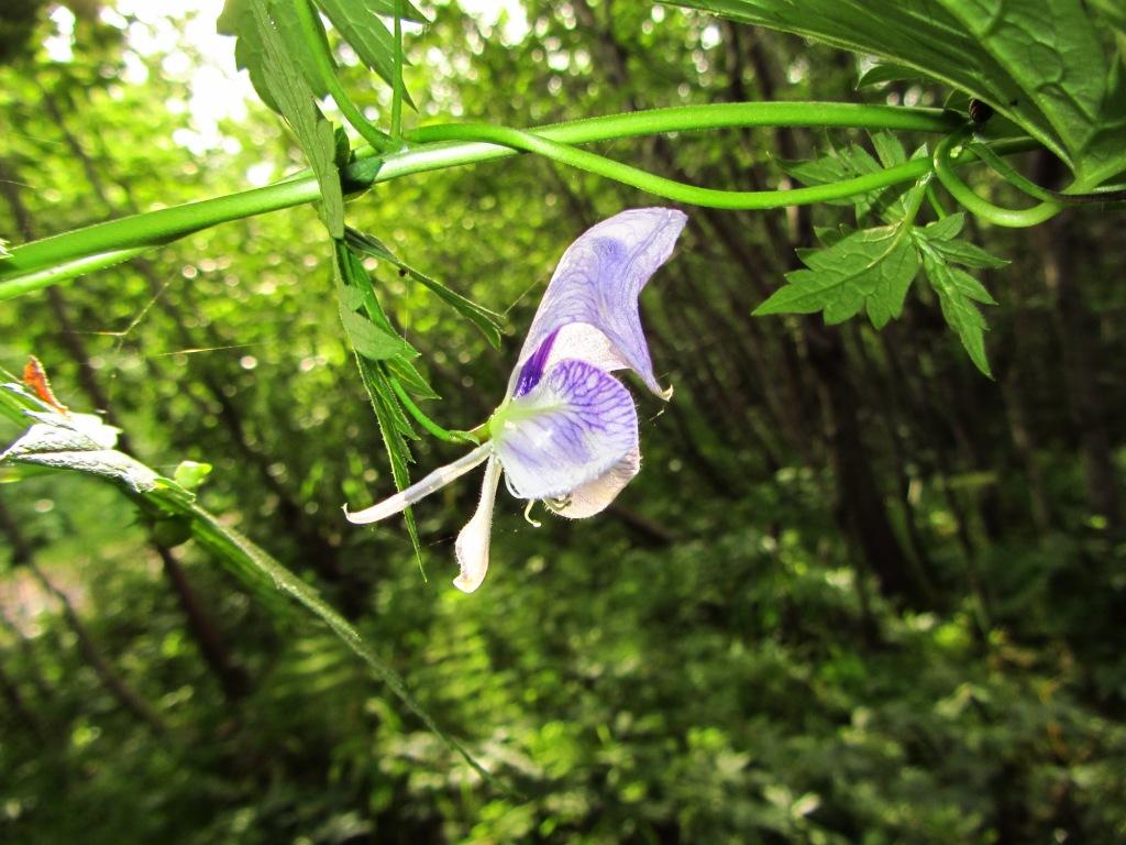 Image of Aconitum sczukinii specimen.