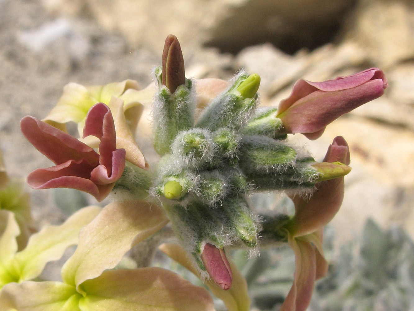 Image of Matthiola odoratissima specimen.