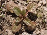 Lallemantia peltata