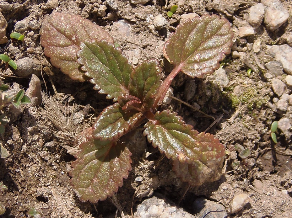 Изображение особи Lallemantia peltata.