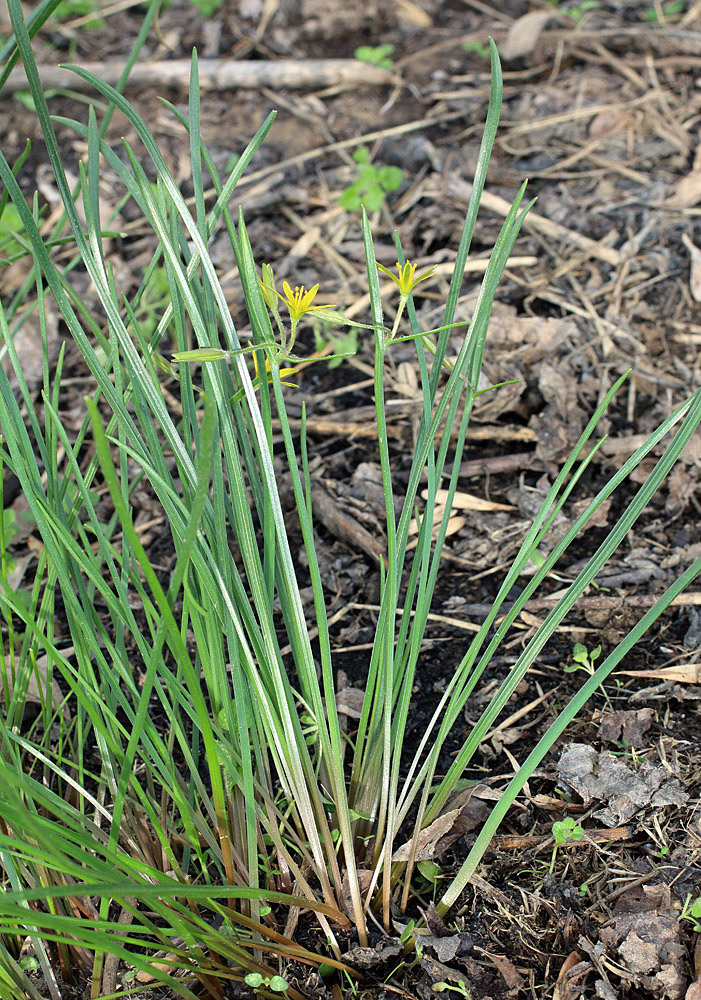 Изображение особи Gagea capusii.