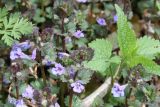 Glechoma hederacea. Побеги с цветками. Восточный Казахстан, Глубоковский р-н, окр. с. Тарханка, склон сопки. 02.05.2013.