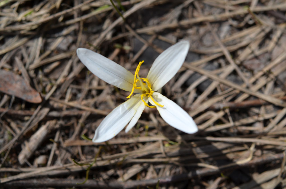 Image of Colchicum kesselringii specimen.