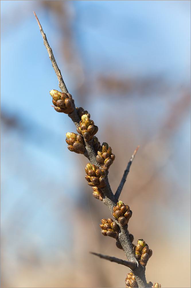 Image of Hippophae rhamnoides specimen.