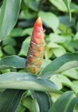 Costus woodsonii