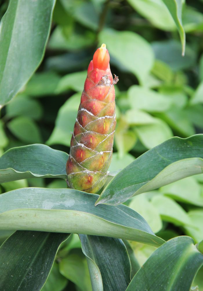 Image of Costus woodsonii specimen.