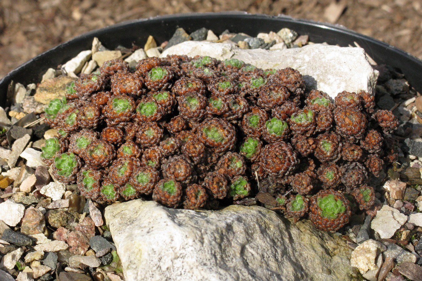 Image of Androsace yargongensis specimen.