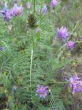 Astragalus onobrychis