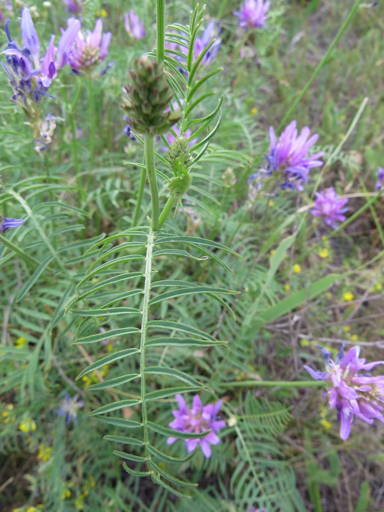 Изображение особи Astragalus onobrychis.