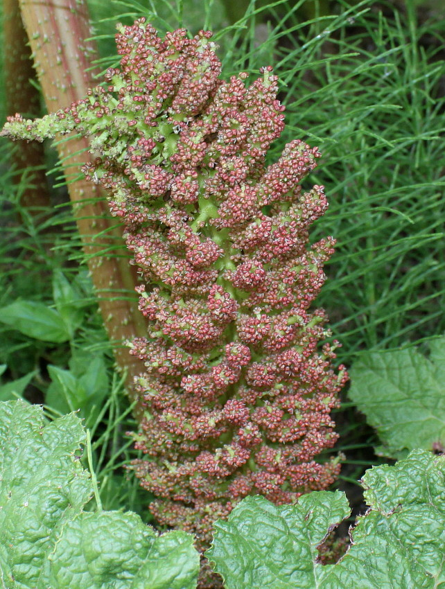 Изображение особи Gunnera tinctoria.