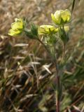 Potentilla taurica