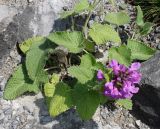 Betonica macrantha. Цветущее растение. Германия, г. Дюссельдорф, Ботанический сад университета. 04.05.2014.