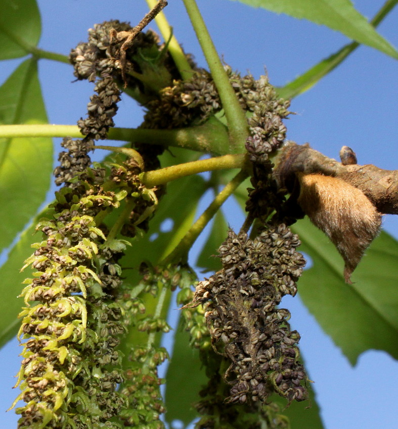 Image of Carya ovata specimen.