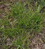 Carex depauperata. Плодоносящие растения. Германия, г. Дюссельдорф, Ботанический сад университета. 02.06.2014.