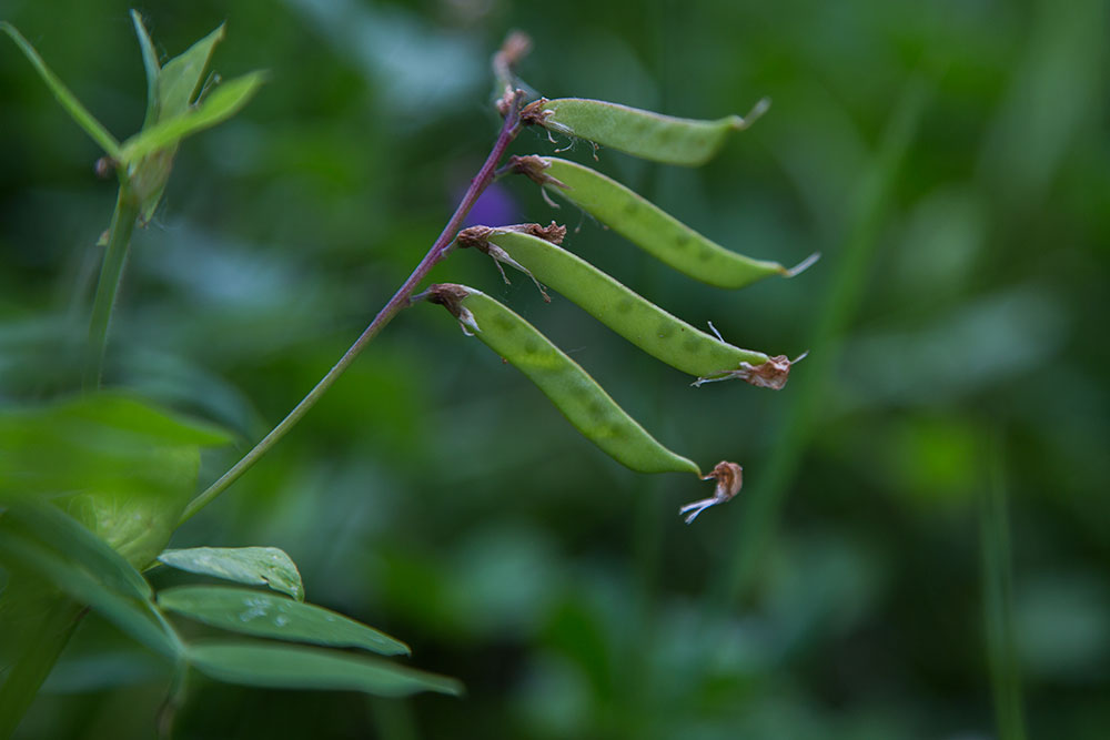 Image of Vicia sepium specimen.