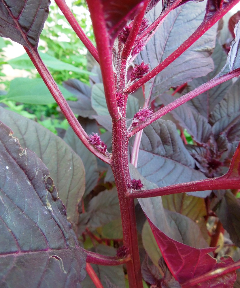 Image of Amaranthus hypochondriacus specimen.