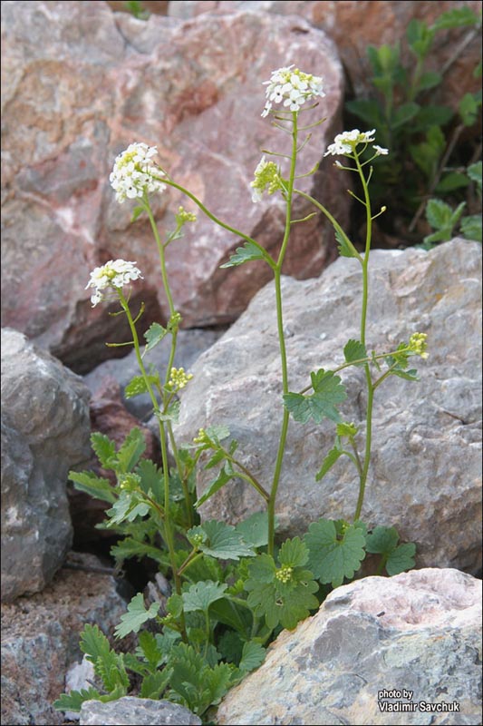 Image of Sobolewskia sibirica specimen.