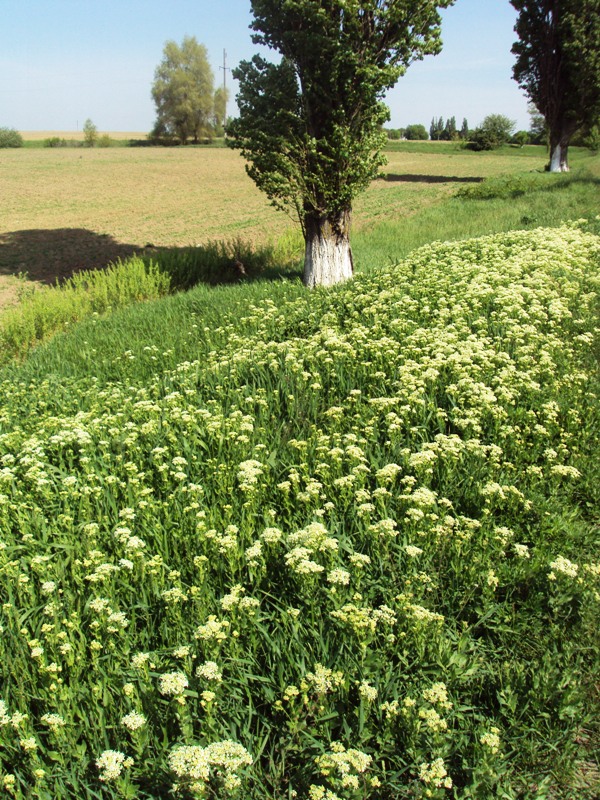 Изображение особи Cardaria draba.