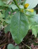 Solidago virgaurea ssp. jailarum