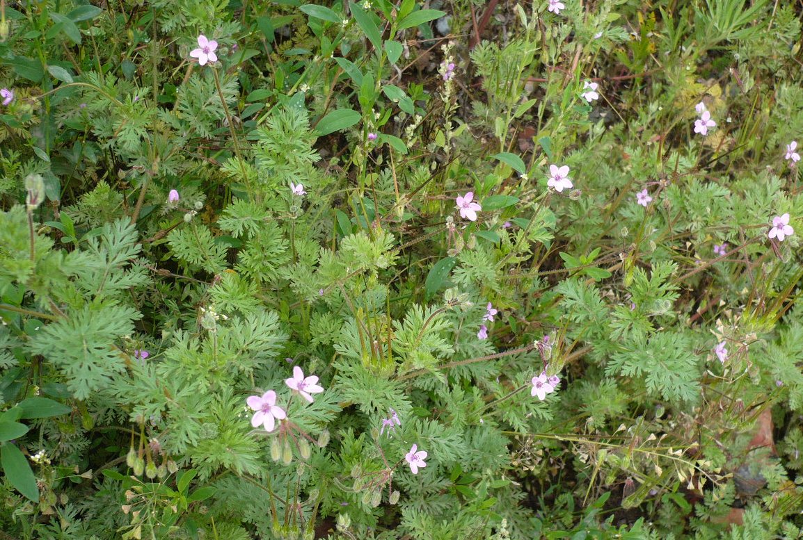 Изображение особи Erodium cicutarium.