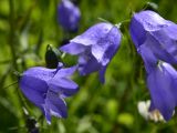 Campanula rotundifolia