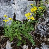 Senecio vernalis. Цветущее растение. Черногория, Которский муниципалитет, окр. г. Котор. 16.07.2014.