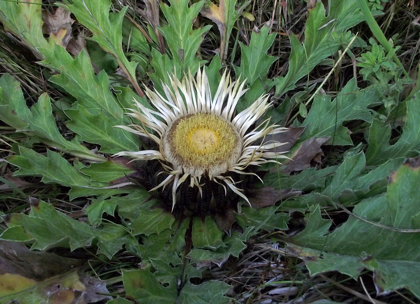 Image of Carlina onopordifolia specimen.