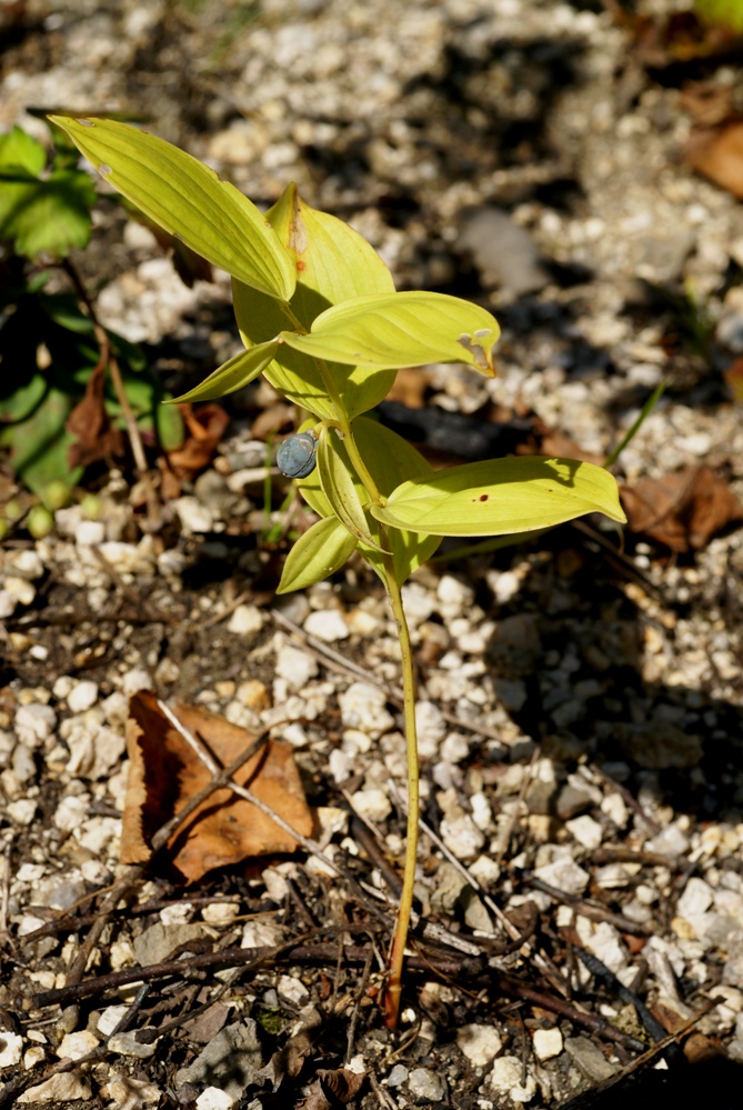 Image of Polygonatum desoulavyi specimen.