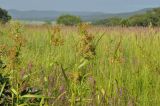 Scirpus asiaticus