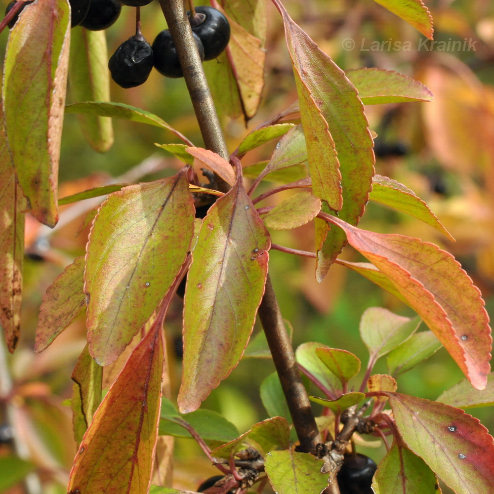 Изображение особи Rhamnus diamantiaca.