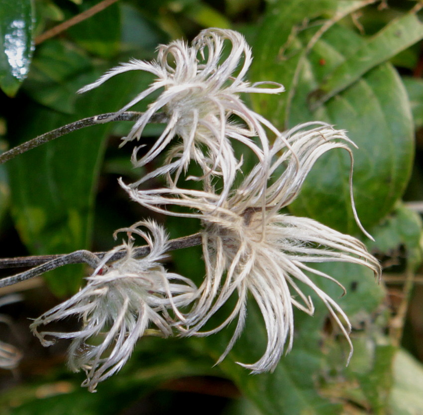 Image of Clematis integrifolia specimen.