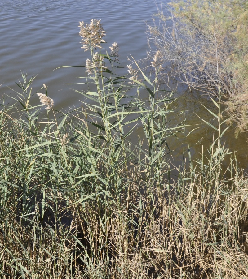 Изображение особи Phragmites australis.