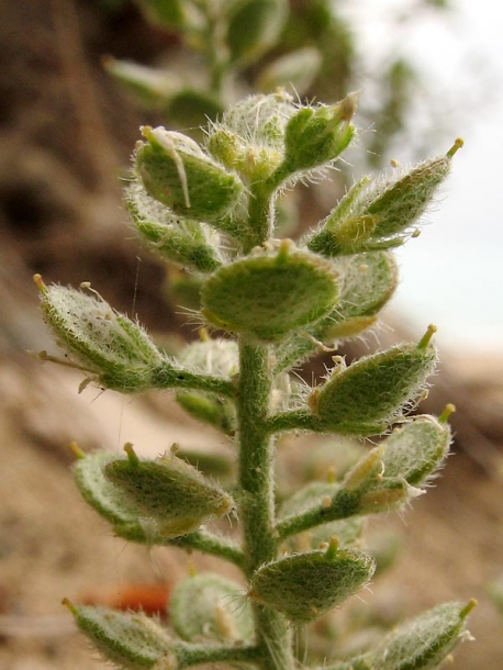 Изображение особи род Alyssum.